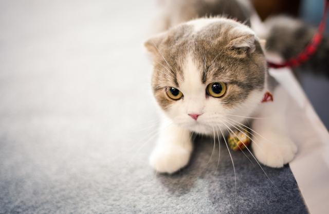 猫砂对猫咪健康的重要性