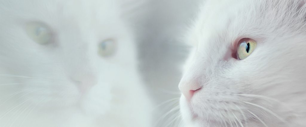 猫砂