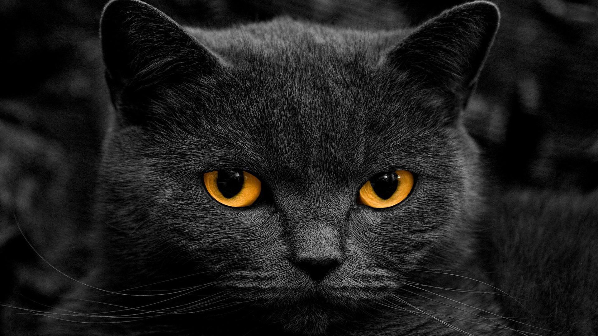 6月 19, 2020            猫咪超实用猫砂训练方法