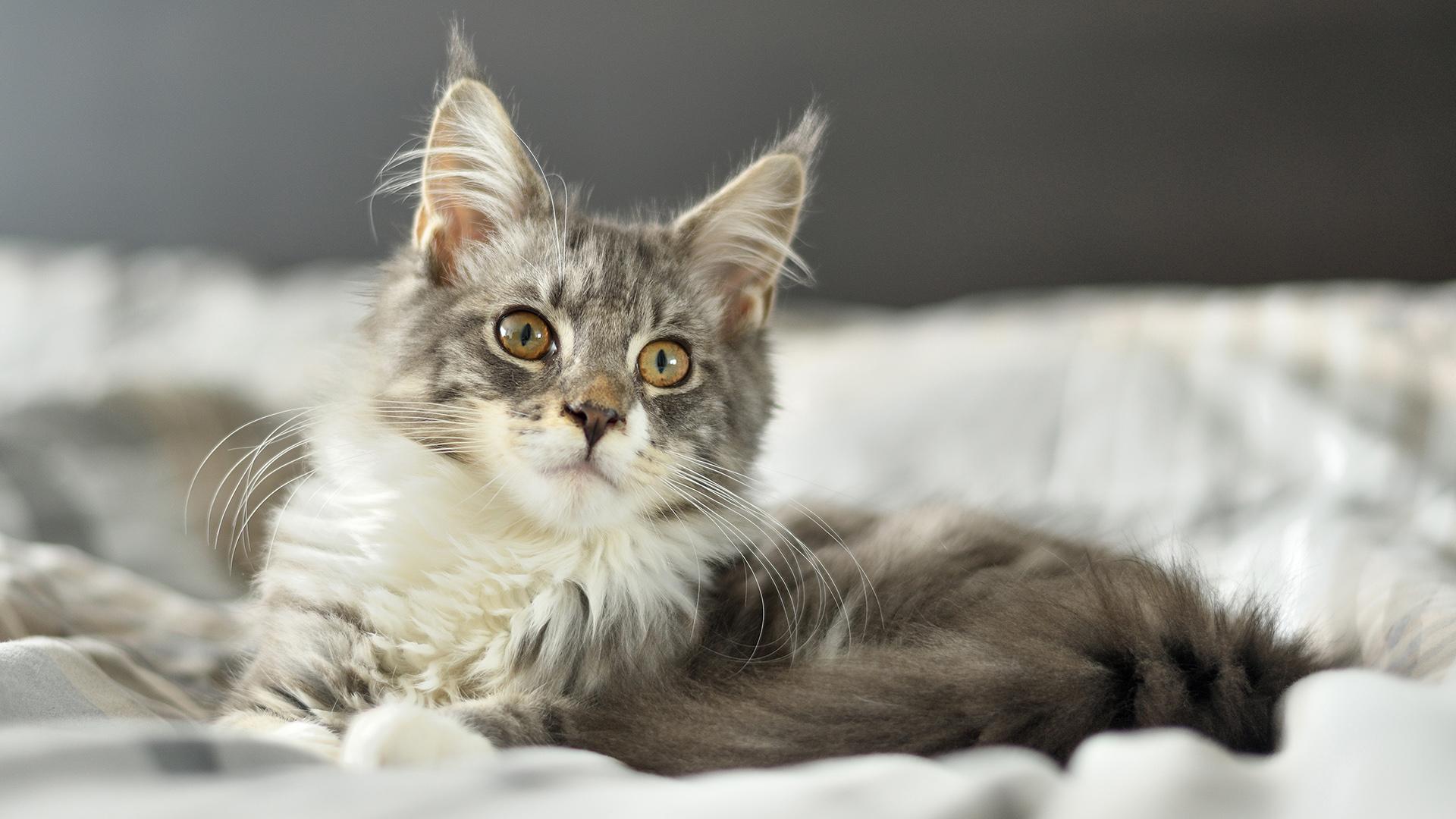 3月 01, 2021           猫砂吐血推荐